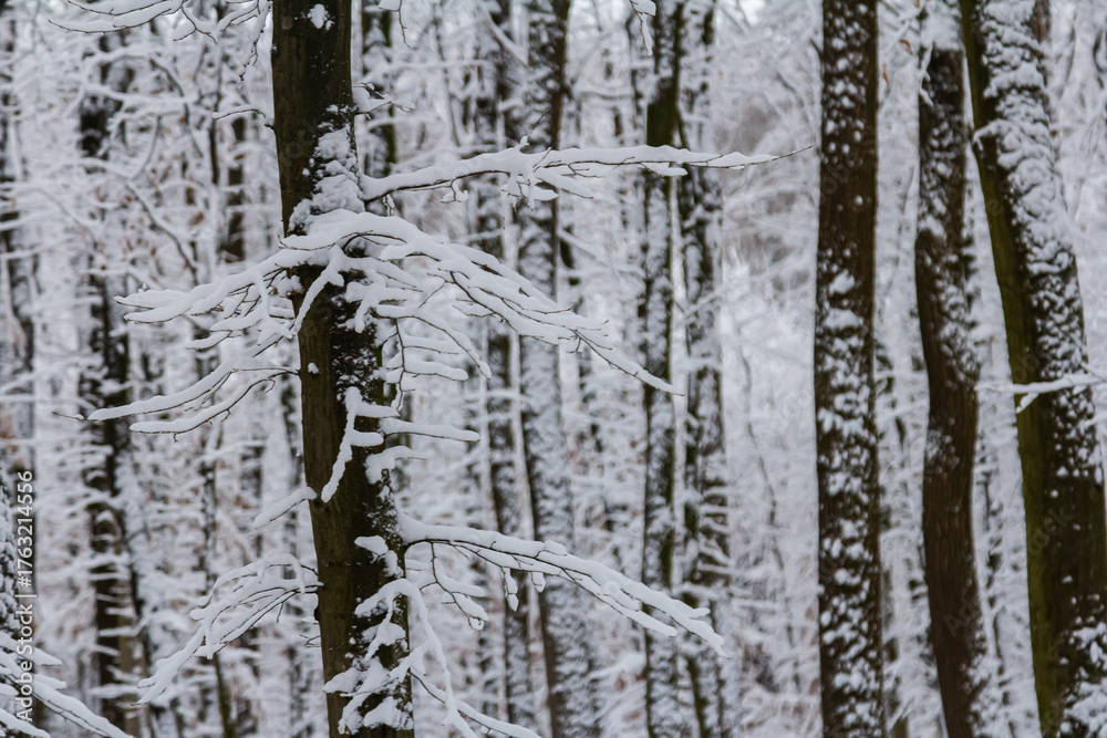 Obraz premium Snow-covered trees create a serene winter landscape in a quiet forest during a light snowfall