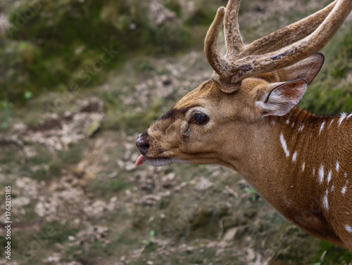 Funny Spotted Deer with Tongue Out in Natural Habitat