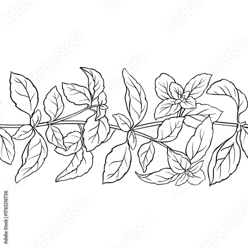Basil Branch with Leaves Outline Horizontal Seamless Pattern. Organic natural nutritional healthy food ingredient, vegetarian diet product. Vector isolated for design or decoration.
