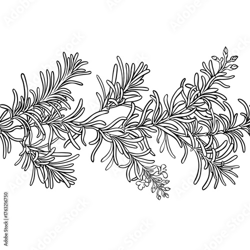 Rosemary Branch with Flowers and Leaves Outline Horizontal Seamless Pattern. Essential oil ingredient for cosmetics, spa, aromatherapy, health care, alternative medicine. Vector isolated for design or