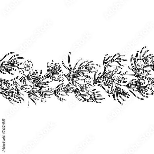 Rooibos Branch with Flowers and Leaves Outline Horizontal Seamless Pattern. Vector isolated for design or decoration.
