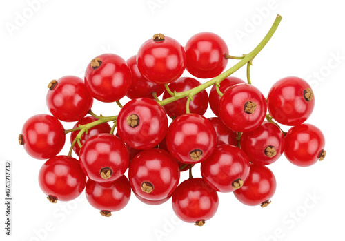 Isolated bunch of ripe red currants ready for harvest. Delicious and healthy snack