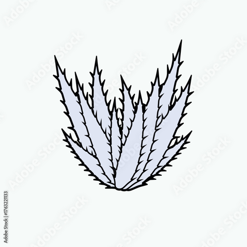 Aloe Vera Icon. Herb Plantation, Gel. A gelatinous substance used especially in cosmetics to soften or soothe the skin..