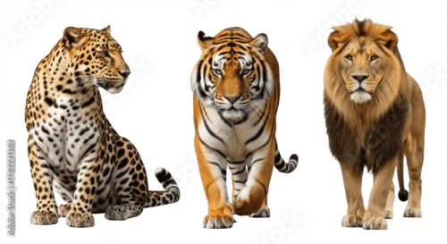 Fototapeta Set of Three Big Cats – Leopard, Tiger, and Lion Isolated on White Background – Powerful Wild Predators from African and Asian Wildlife Showcasing Strength, Elegance, and Majestic Feline Beauty