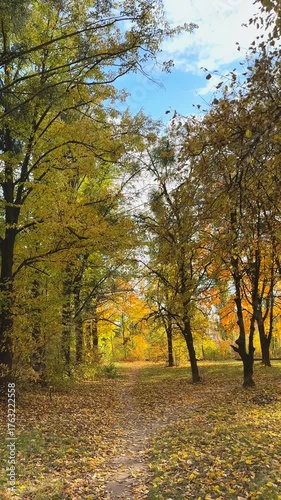 Beautiful road in autumn park with yellow trees. Vertical, slow motion footage.