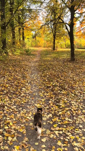 Colorful cat walking in beautiful autumn park. Vertical, slow motion footage.