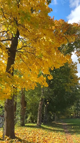 Autumn leaves falling down from tree. Vertical, slow motion footage.