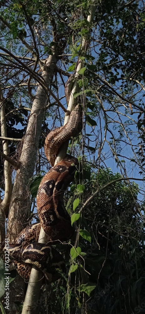 Fototapeta premium Mazacuate