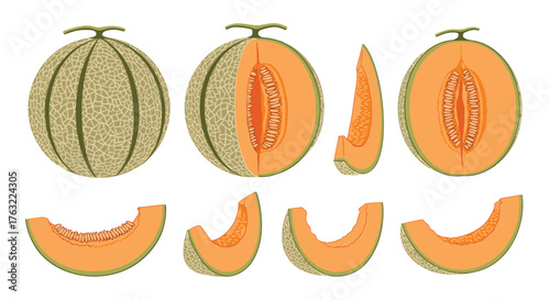 Fresh Cantaloupe Melon Whole and Sliced Vector Illustration.