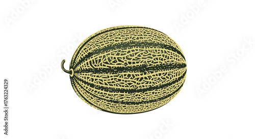 Fresh Cantaloupe Melon Isolated on a White Background.
