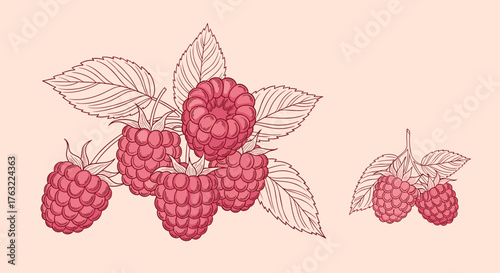 Fresh and juicy raspberries with leaves, hand-drawn illustration.