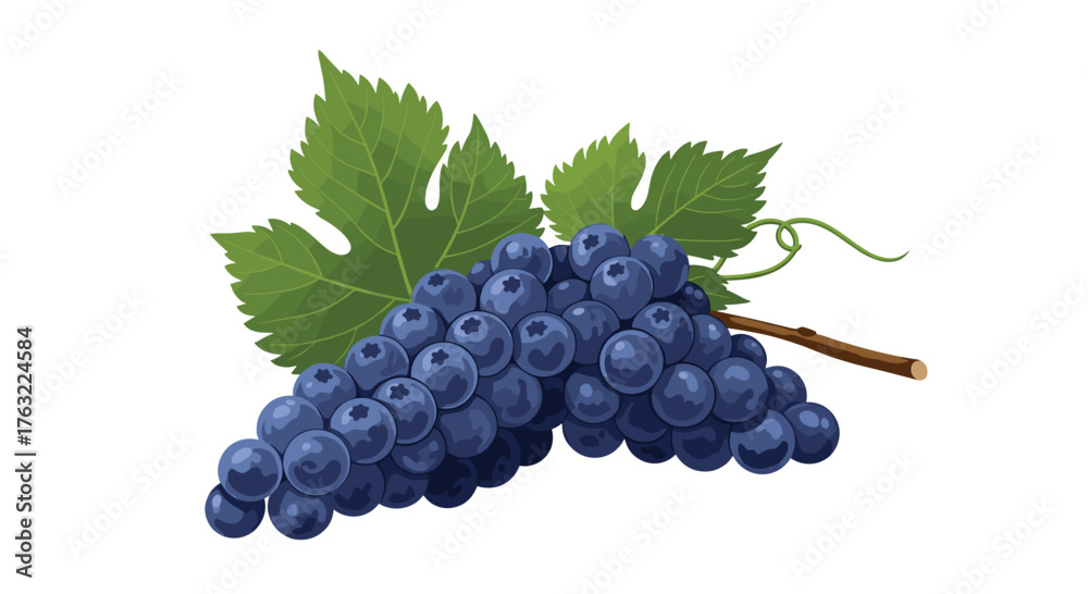 Fototapeta premium Freshly picked dark blue grapes with vibrant green leaves on a white background.