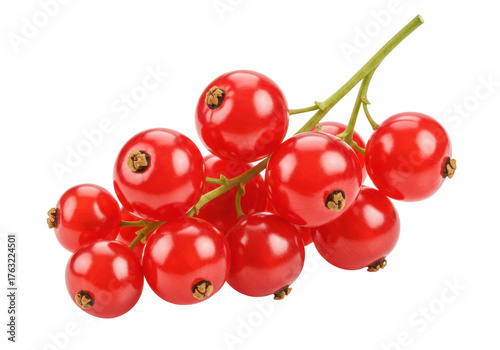 Isolated bunch of shiny red currants on twig stem for summertime fruity dessert snack