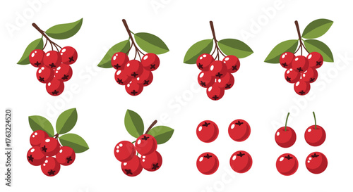 Set of Fresh Red Cranberry Branches and Berries.