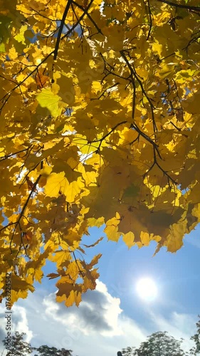 Sunshine beams shining through the yellow autumn leaves. Vertical slow motion footage.