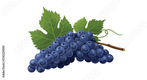 Freshly picked dark blue grapes with vibrant green leaves on a white background.