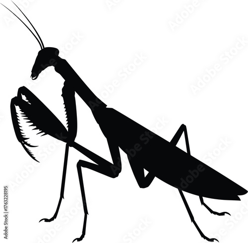 Black Praying Mantis Insect on Transparent Backdrop