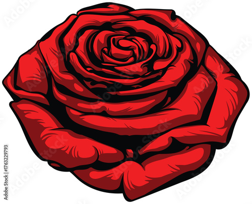 A beautiful red rose on a white background. Detailed drawing.