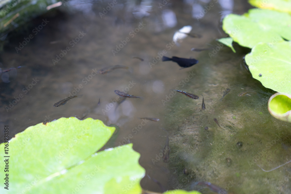 Naklejka premium Small fish swimming in pond with lily pads