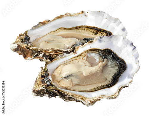 Two open raw bivalve mollusks revealing soft flesh on a stark black background