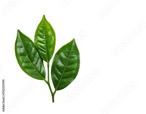 Fresh, vibrant green leaves on a stem against a stark black background