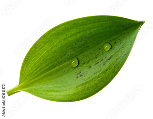 Single vibrant green leaf with two water droplets on a transparent background