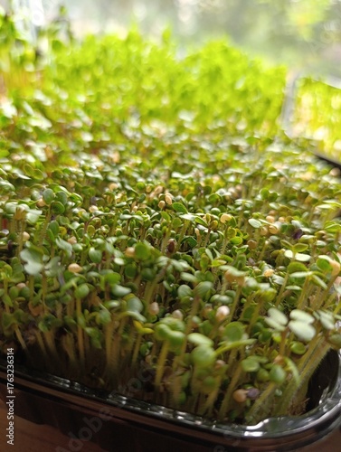 healthy tasty green microgreens grow fast