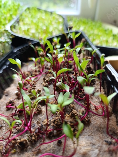 healthy tasty green microgreens grow fast