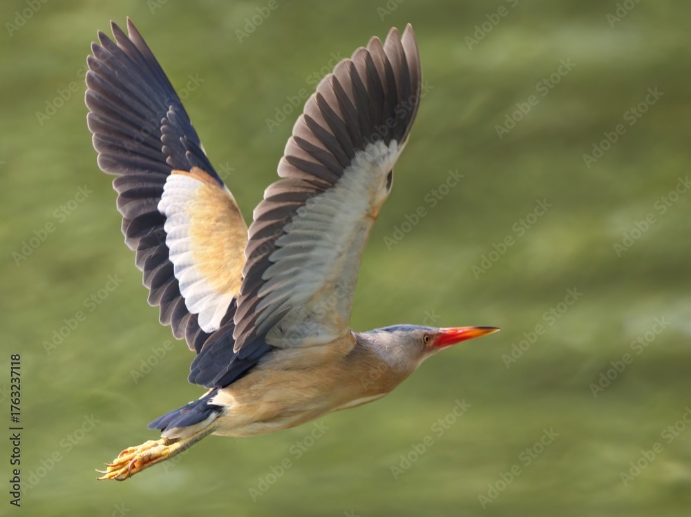 Obraz premium Bird in fligh