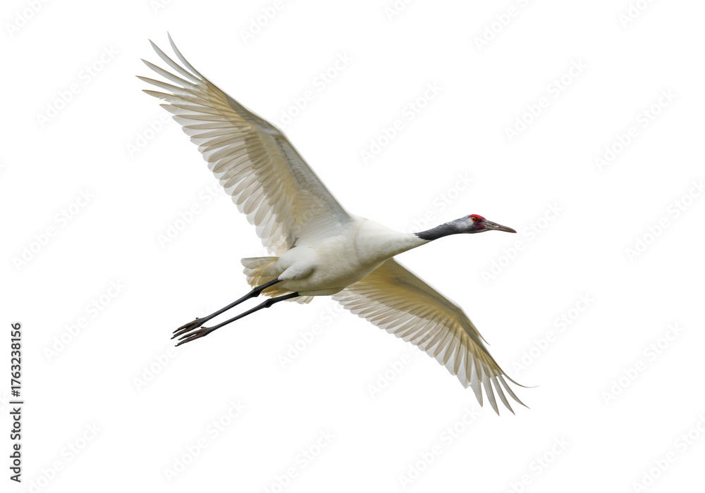 Obraz premium Isolated Whooping Crane soars through the air with its elegant, outstretched wings, USA