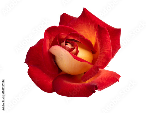 Close-up of a vibrant rose, petals blending from crimson to gold, isolated on black