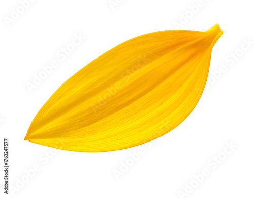 Single, bright yellow petal, gently curved, against a stark black background