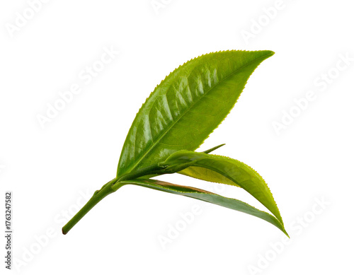 Fresh green tea leaves with a new bud against a black background