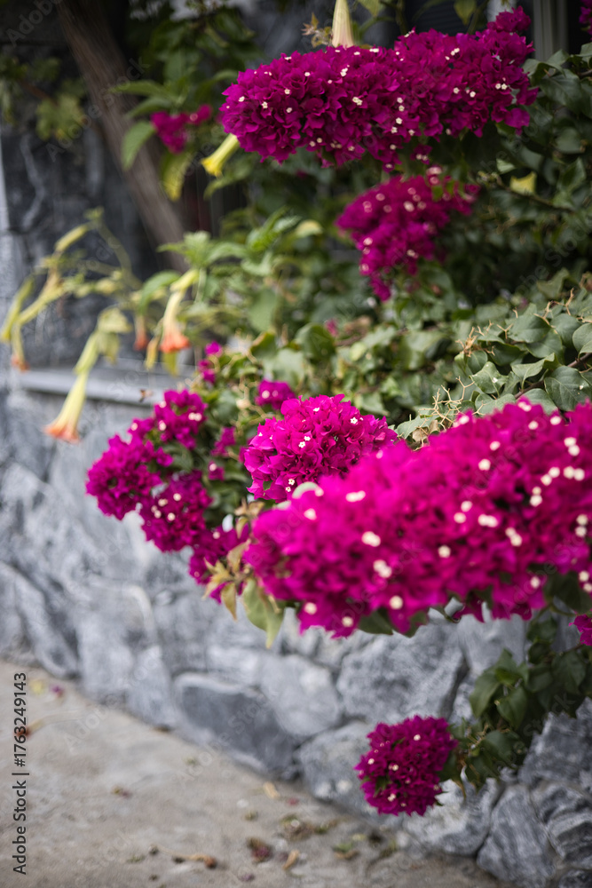 Obraz premium Bougainvillea with Bright Magenta Bracts Against Stone Wall