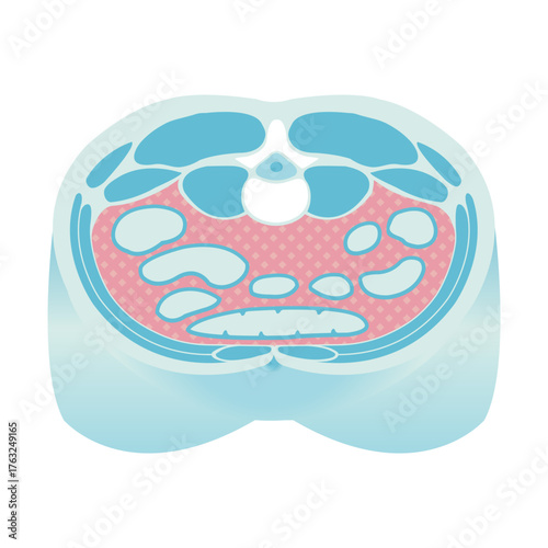 Cross-sectional illustration of visceral fat