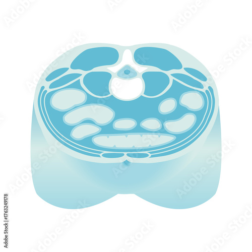 Cross-section illustration of a normal body