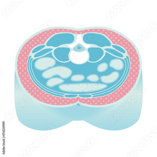 Cross-sectional illustration of subcutaneous fat
