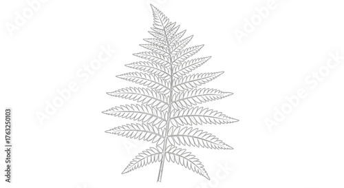 Botanical fern illustration in soft grey tones on clean white background