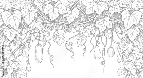 Botanical outline of gourd vines and leaves for coloring page or design