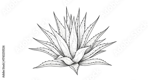 Detailed ink drawing of agave plant on isolated white background