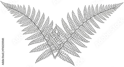 Detailed line art illustration featuring symmetrical fern fronds pattern