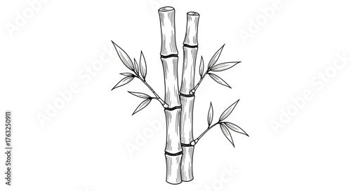 Elegant bamboo stalk illustration with leaves, showcasing natural details