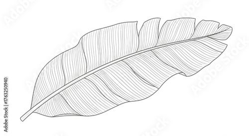 Elegant banana leaf illustration showcasing delicate vein patterns, minimalistic design