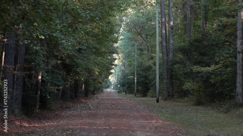 Leonardtown, Maryland USA A man walks on a forest road with deer grazing. 