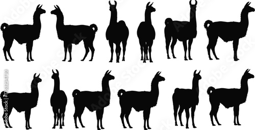 Llama silhouette vector set, black animal icons, standing llama poses, farm animal illustration, minimal wildlife design, alpaca shape collection, graphic pack