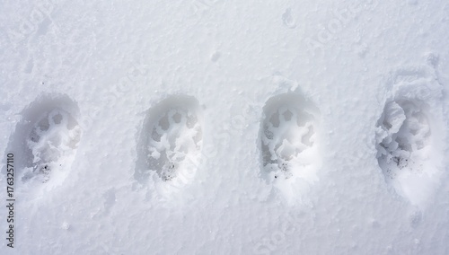Abstract Impressions Linear Indentations in a Field of White, Crystalline Powder.