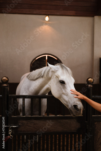 A white horse standing inside a stable, calmly being touched by a person’s hand. Connection between humans and animals.