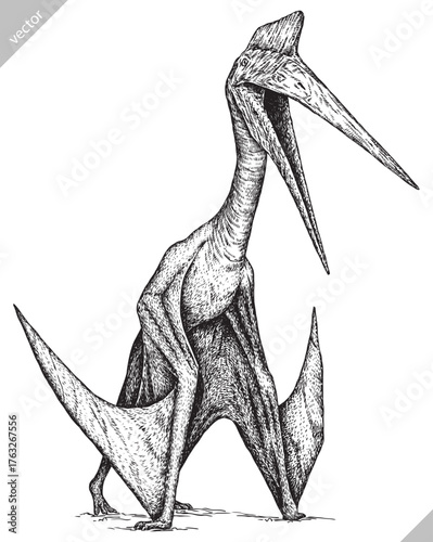 Vintage engraving isolated pterosaur set illustration pterodactylus ink sketch. Flying dinosaur background silhouette Jurassic art. Black and white hand drawn vector image