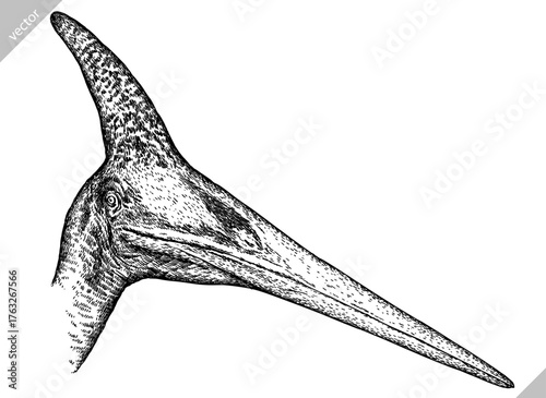 Vintage engraving isolated pterosaur set illustration pterodactylus ink sketch. Flying dinosaur background silhouette Jurassic art. Black and white hand drawn vector image