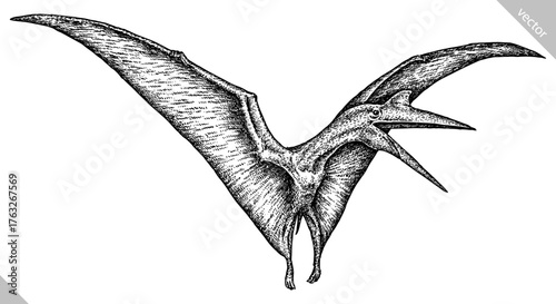 Vintage engraving isolated pterosaur set illustration pterodactylus ink sketch. Flying dinosaur background silhouette Jurassic art. Black and white hand drawn vector image